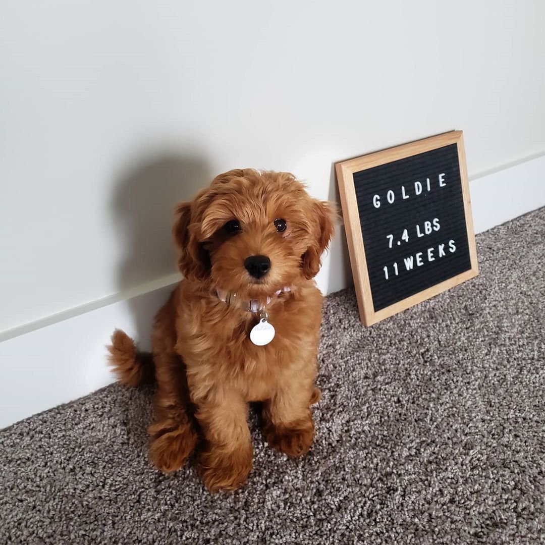Goldie DP