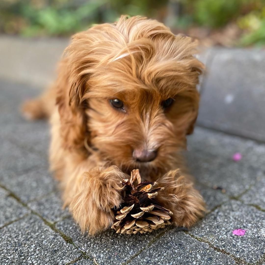 brownie.the.cavapoo~p~CO0GSxJl4t8~1