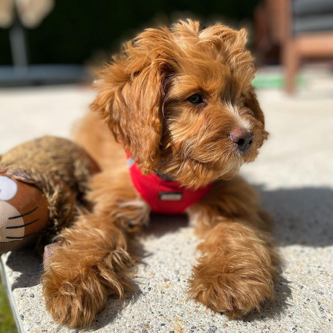 brownie.the.cavapoo~p~COvCVgoFcSM~1