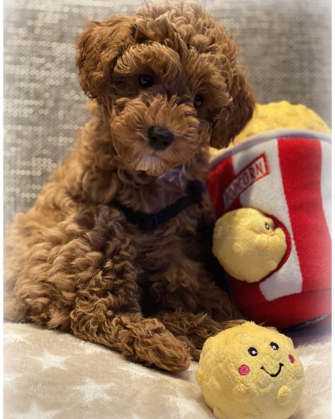 rio.the.cavapoo~p~CNLLzjYsUgj~1