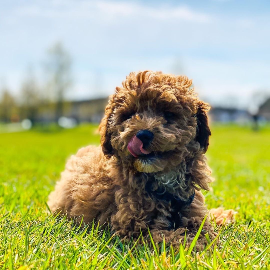 rio.the.cavapoo~p~COcX1gMpRNw~1