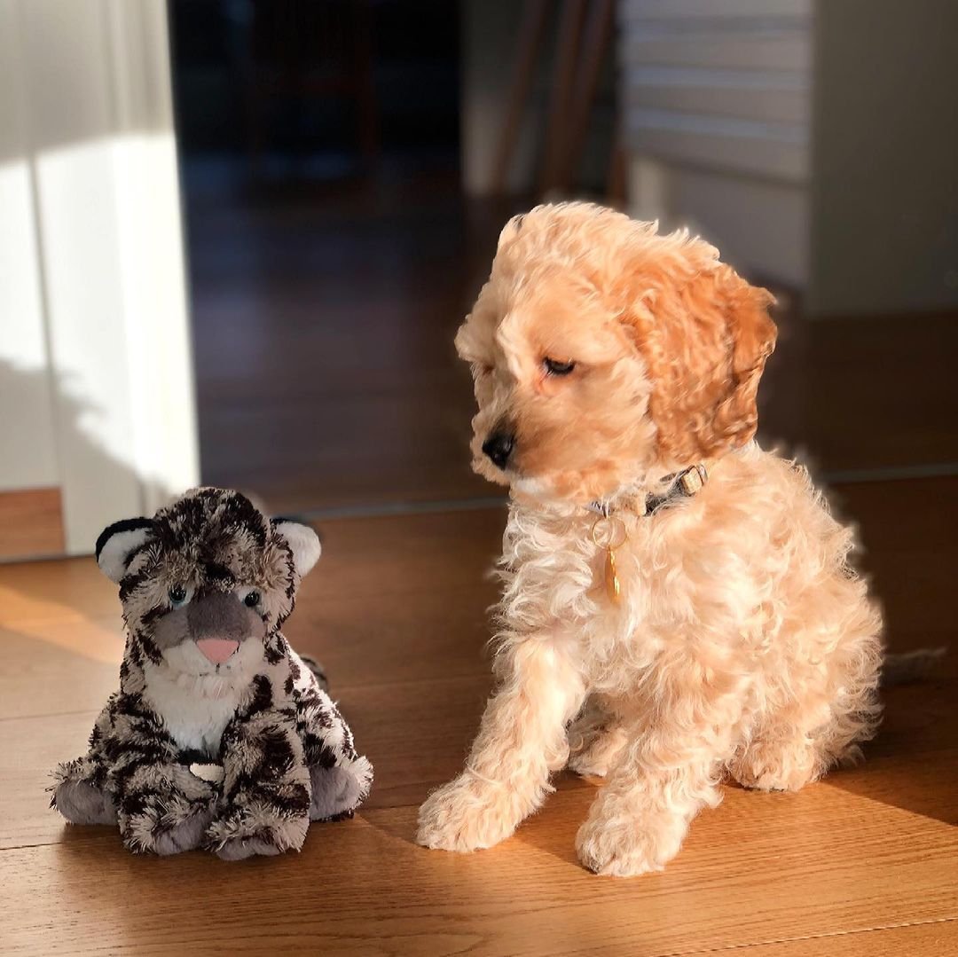vegacockapoo~p~CLra_rXBXDe~2