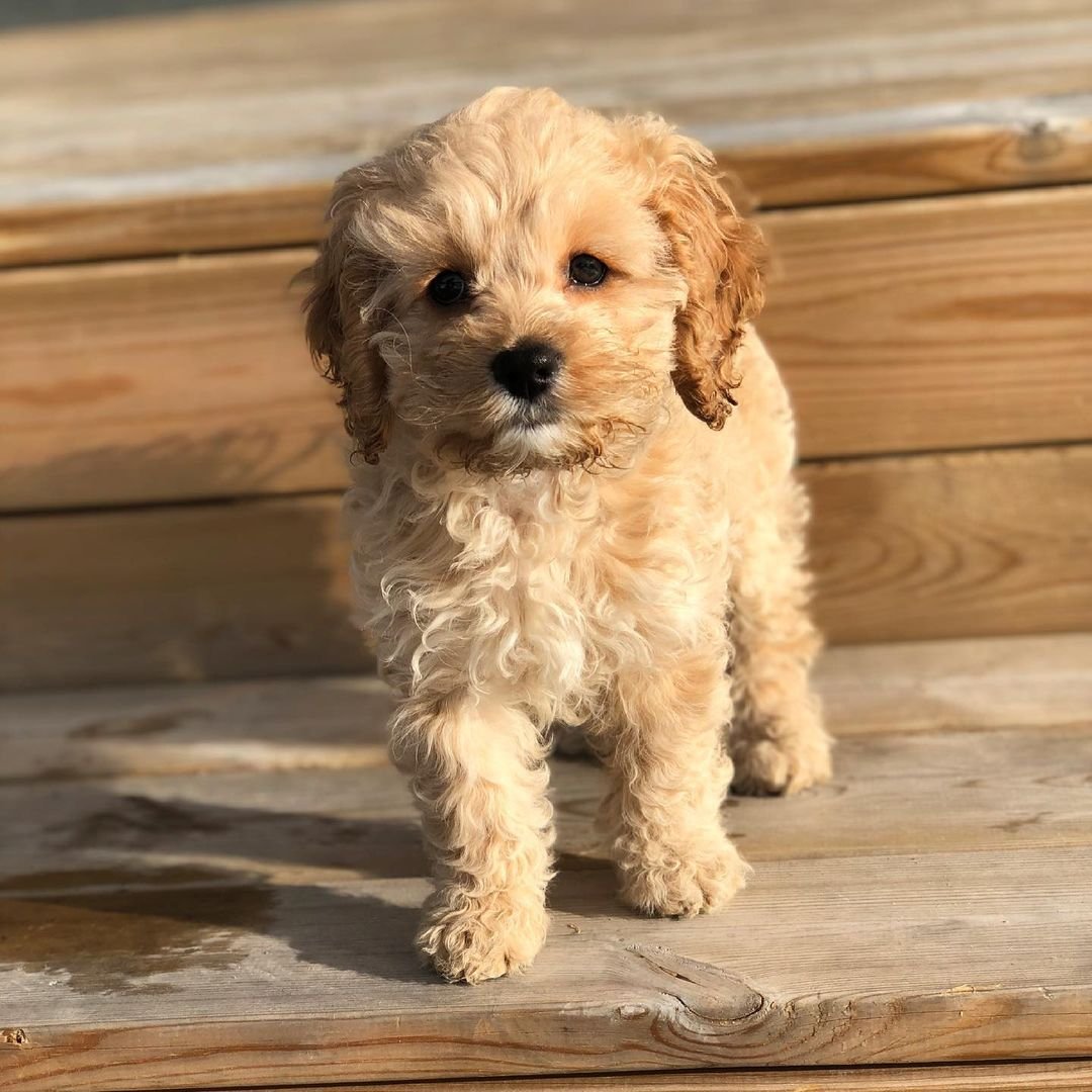 vegacockapoo~p~CLv9dMjh6d0~1