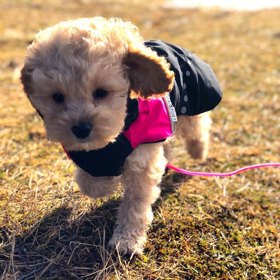 vegacockapoo~p~CLwaADah9Bl~2